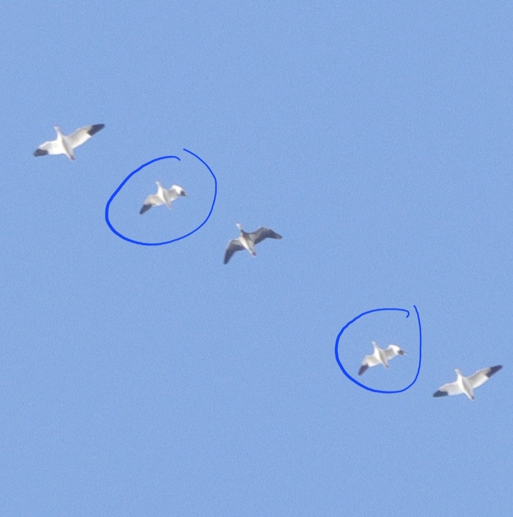 Ross's Goose - ML645527320