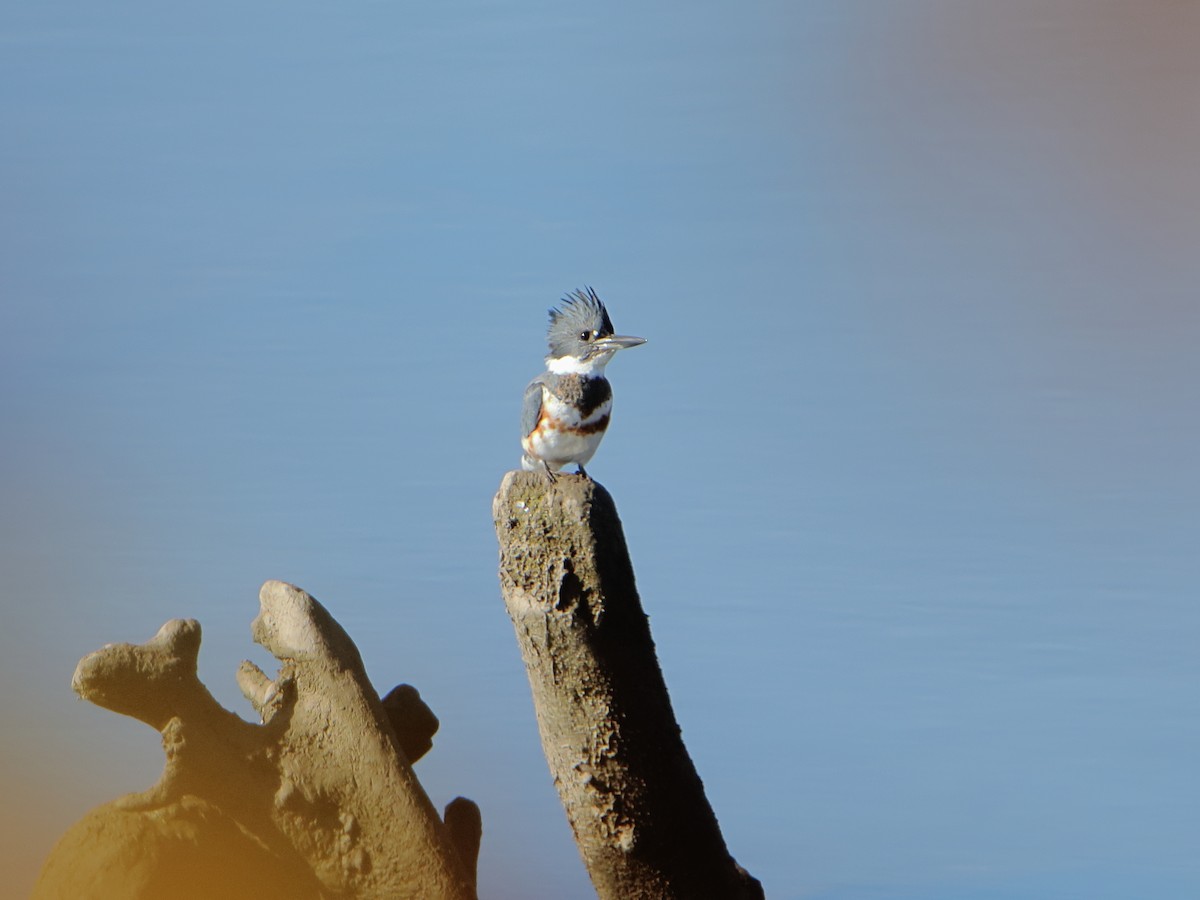 Martín Gigante Norteamericano - ML645527330