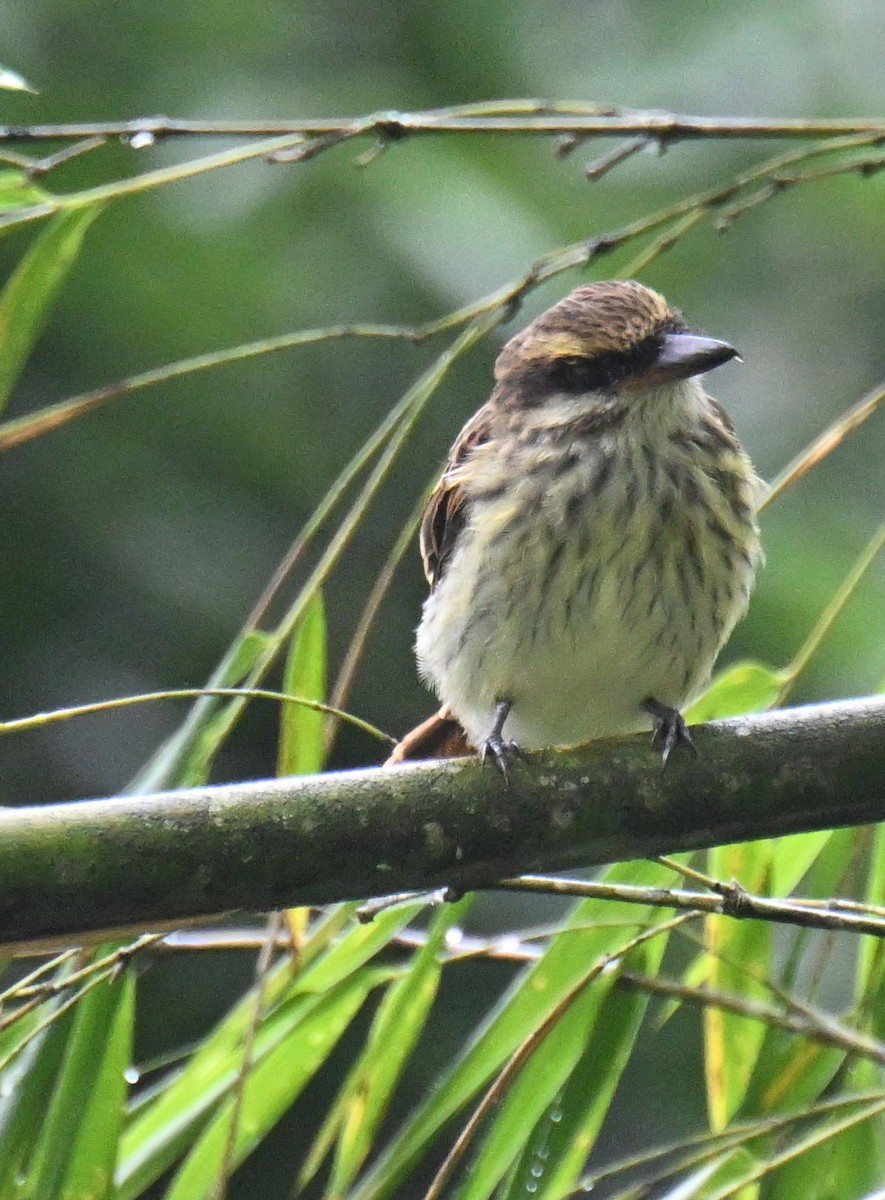 Bienteveo Rayado - ML645527332