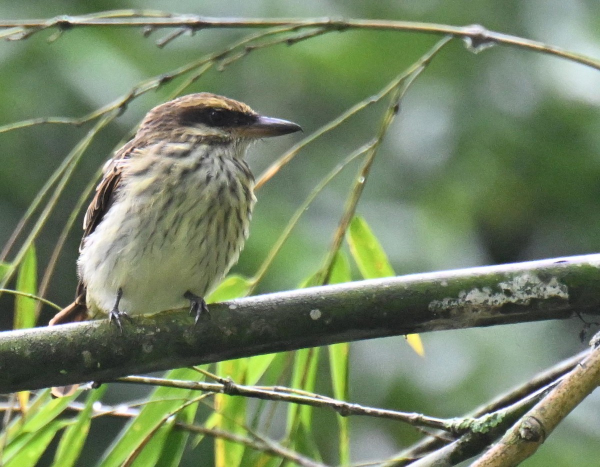 Bienteveo Rayado - ML645527333