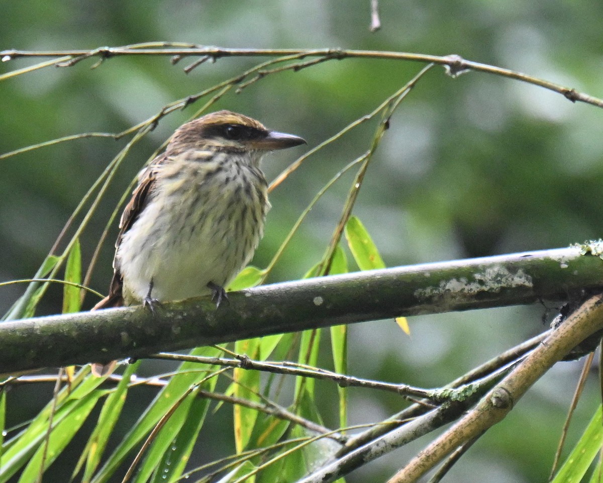 Bienteveo Rayado - ML645527334