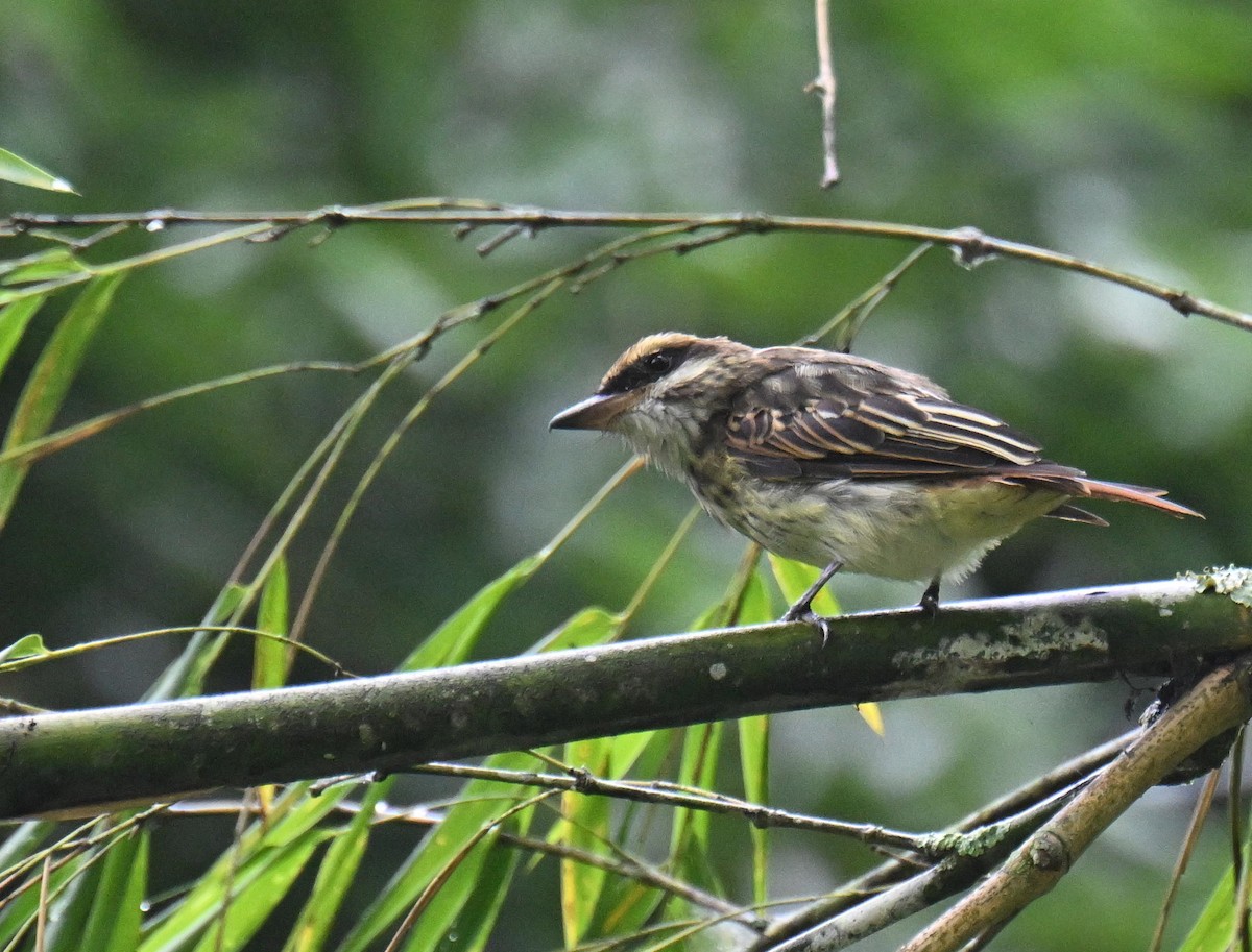 Bienteveo Rayado - ML645527335