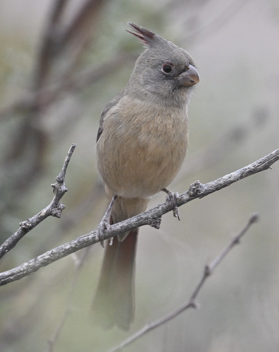 Cardenal Pardo - ML645527336