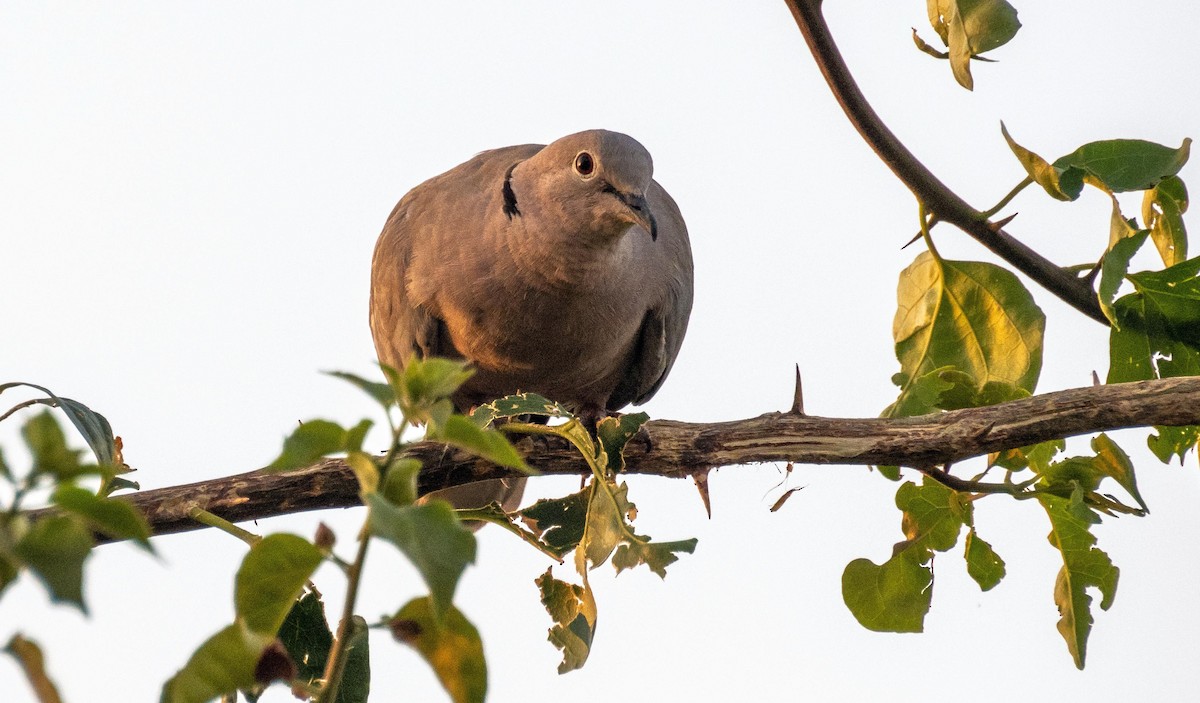 Tórtola Turca - ML645527337