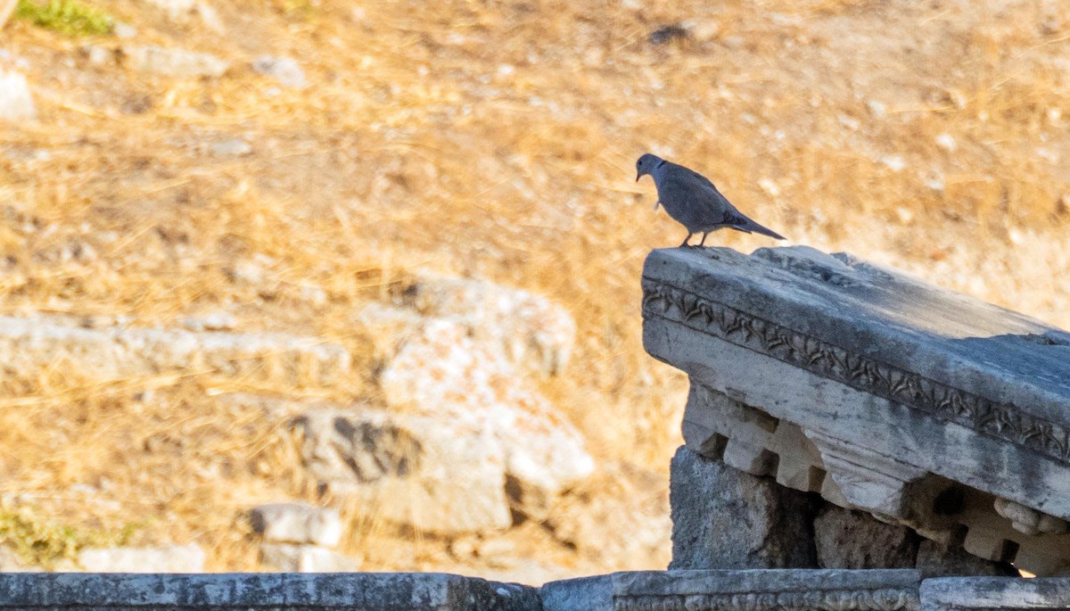 Tórtola Turca - ML645527338