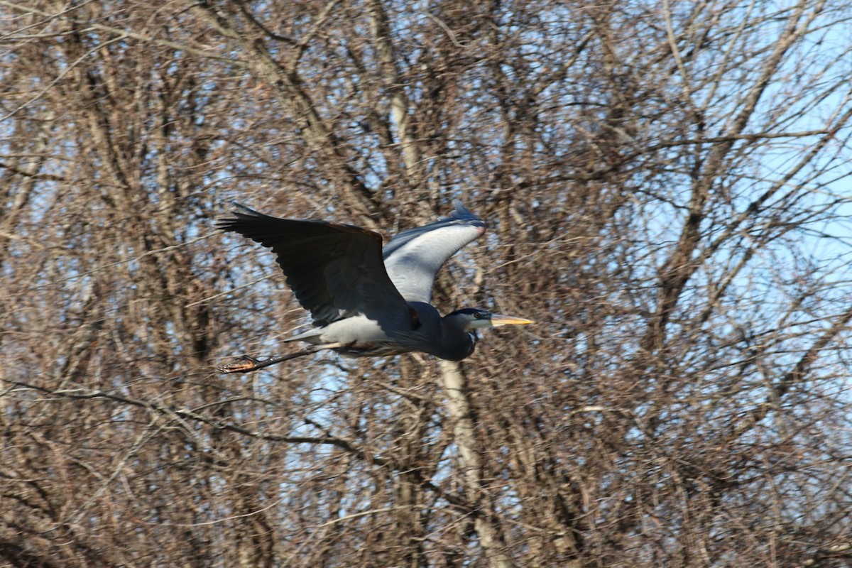 Garza Azulada - ML645527340