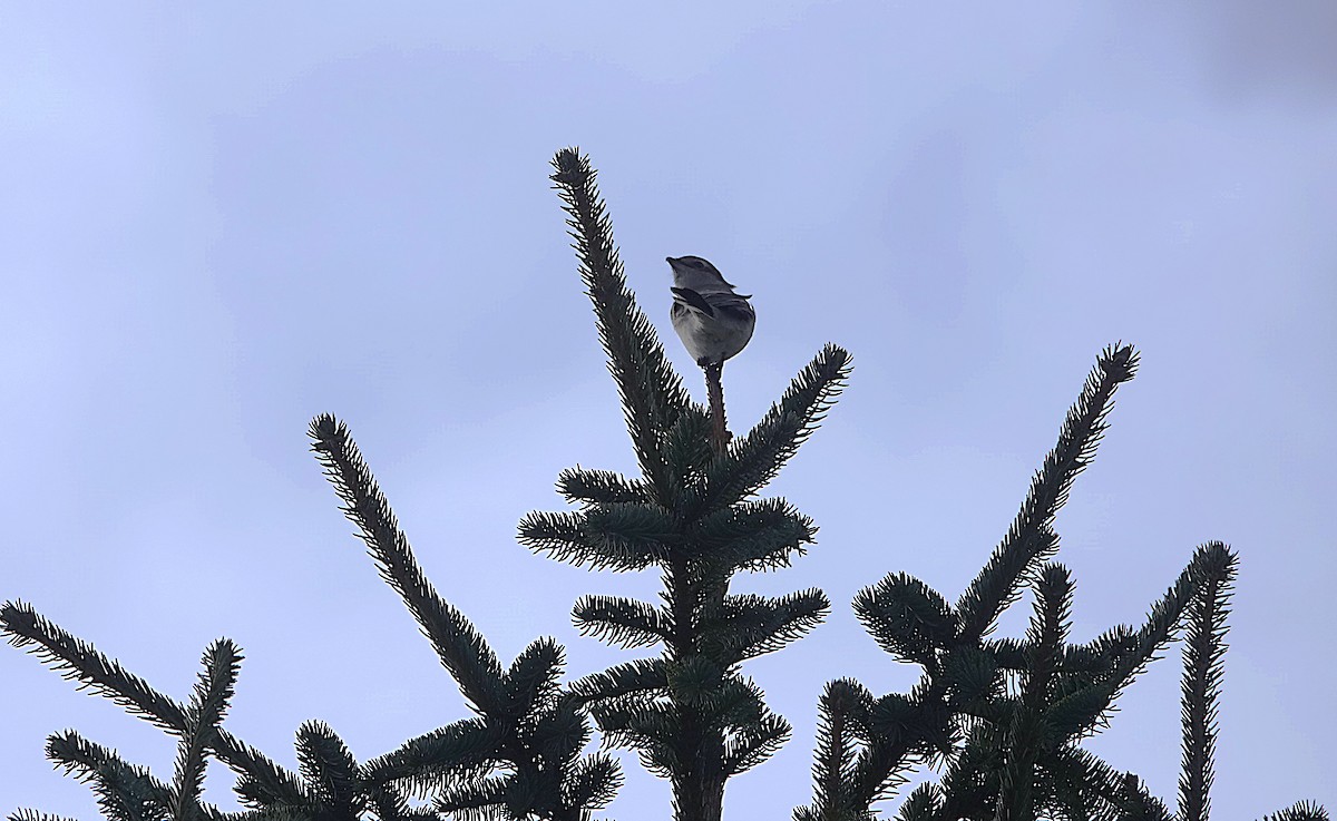 Alcaudón Boreal - ML645527341