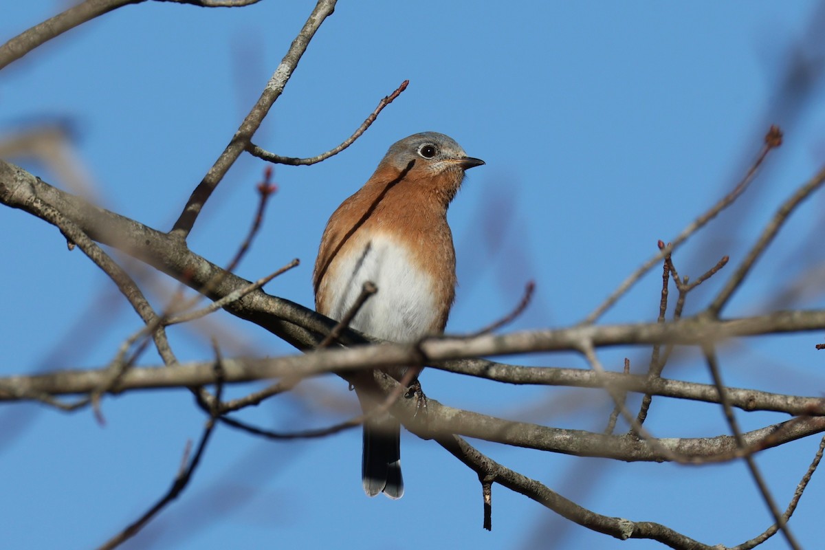 Azulejo Oriental - ML645527342