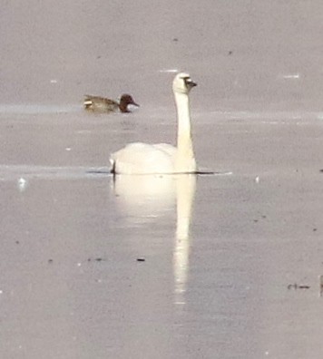 Cisne Chico - ML645527343