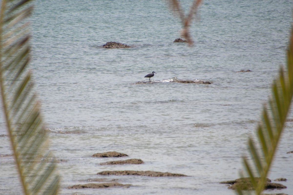 Garceta de Arrecife - ML645527344