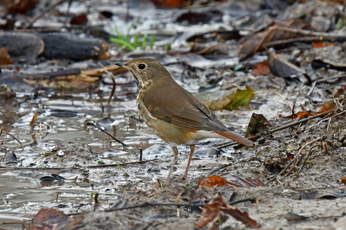 Zorzalito Colirrufo - ML645527345