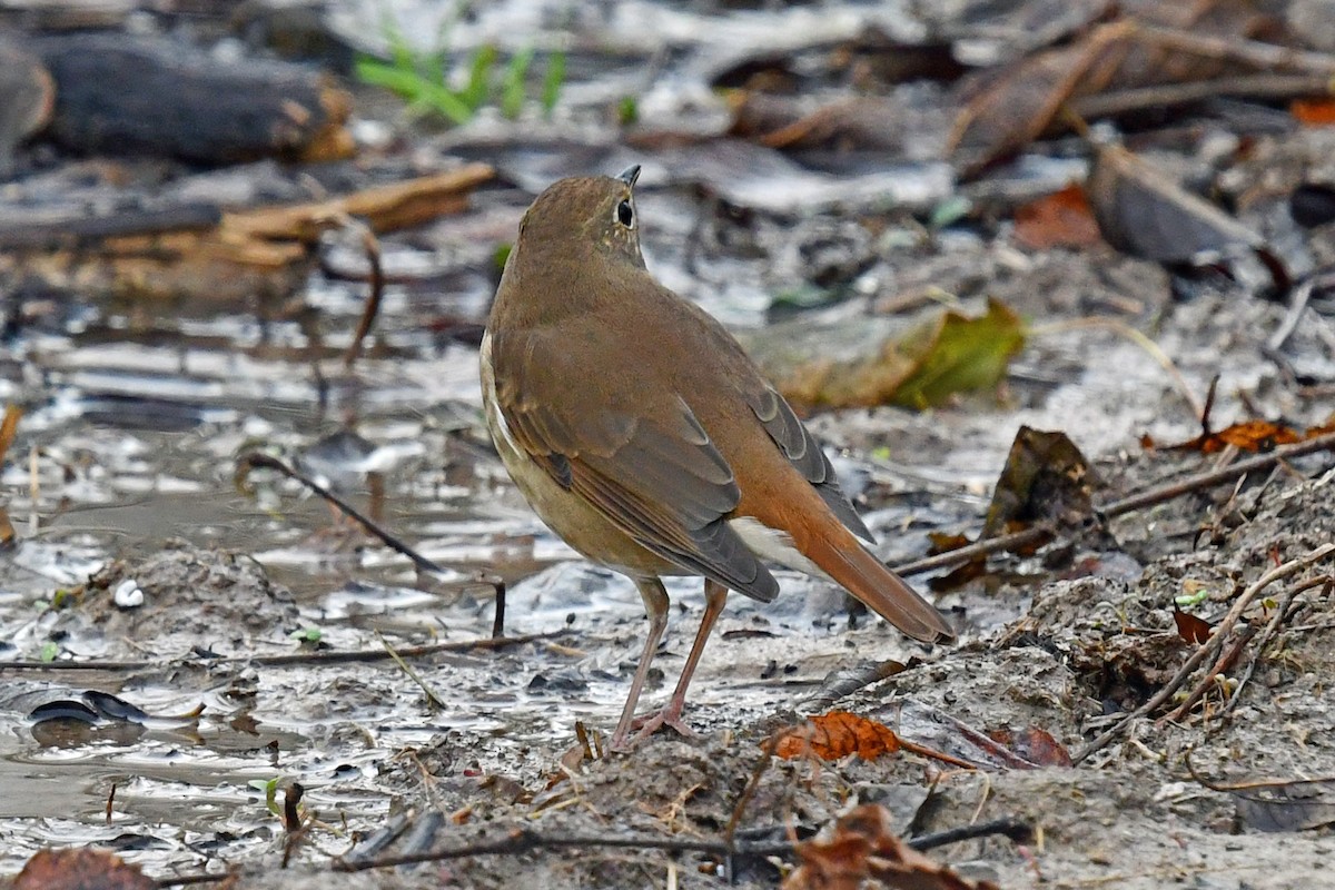 Zorzalito Colirrufo - ML645527346