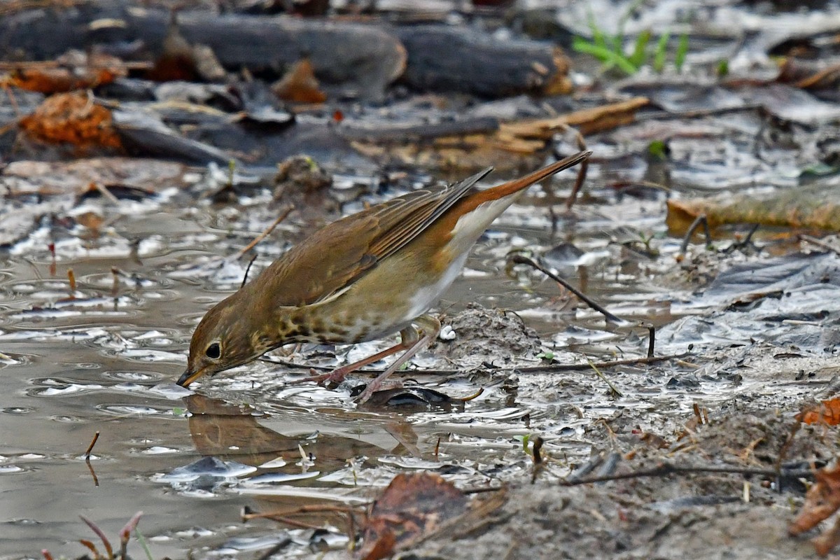 Zorzalito Colirrufo - ML645527347