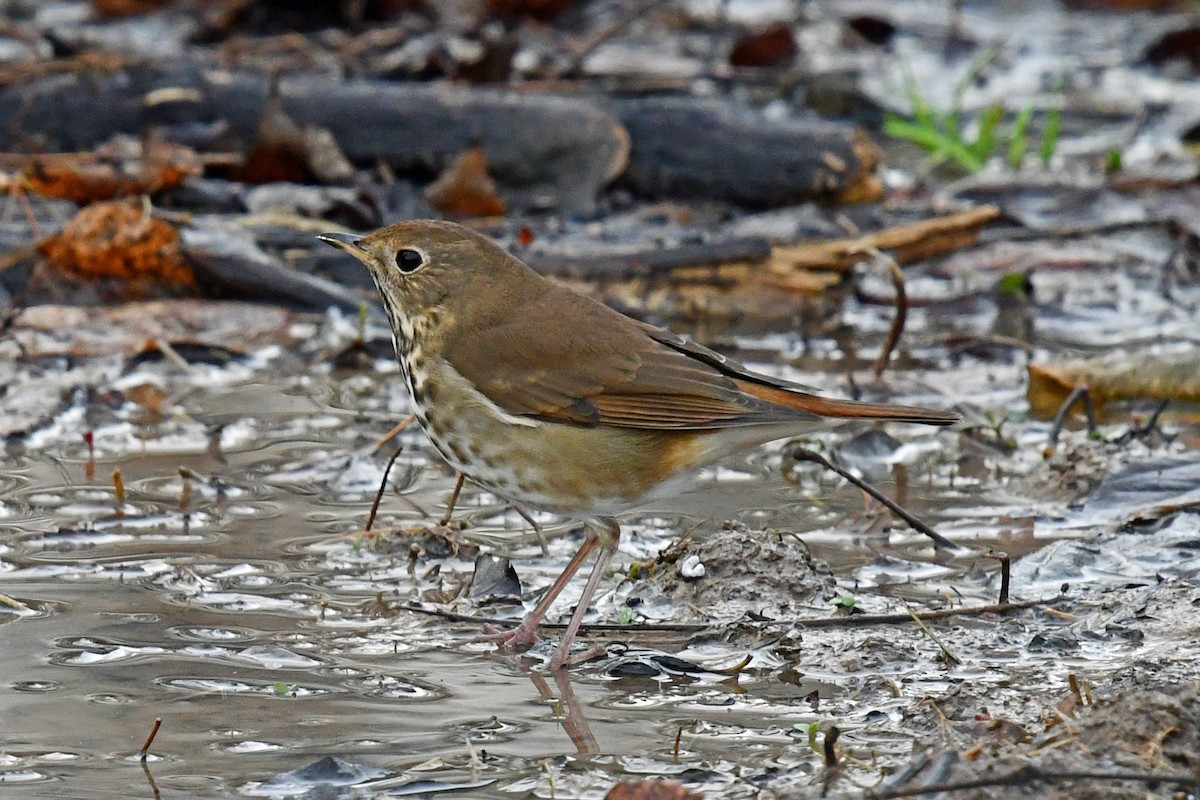 Zorzalito Colirrufo - ML645527348