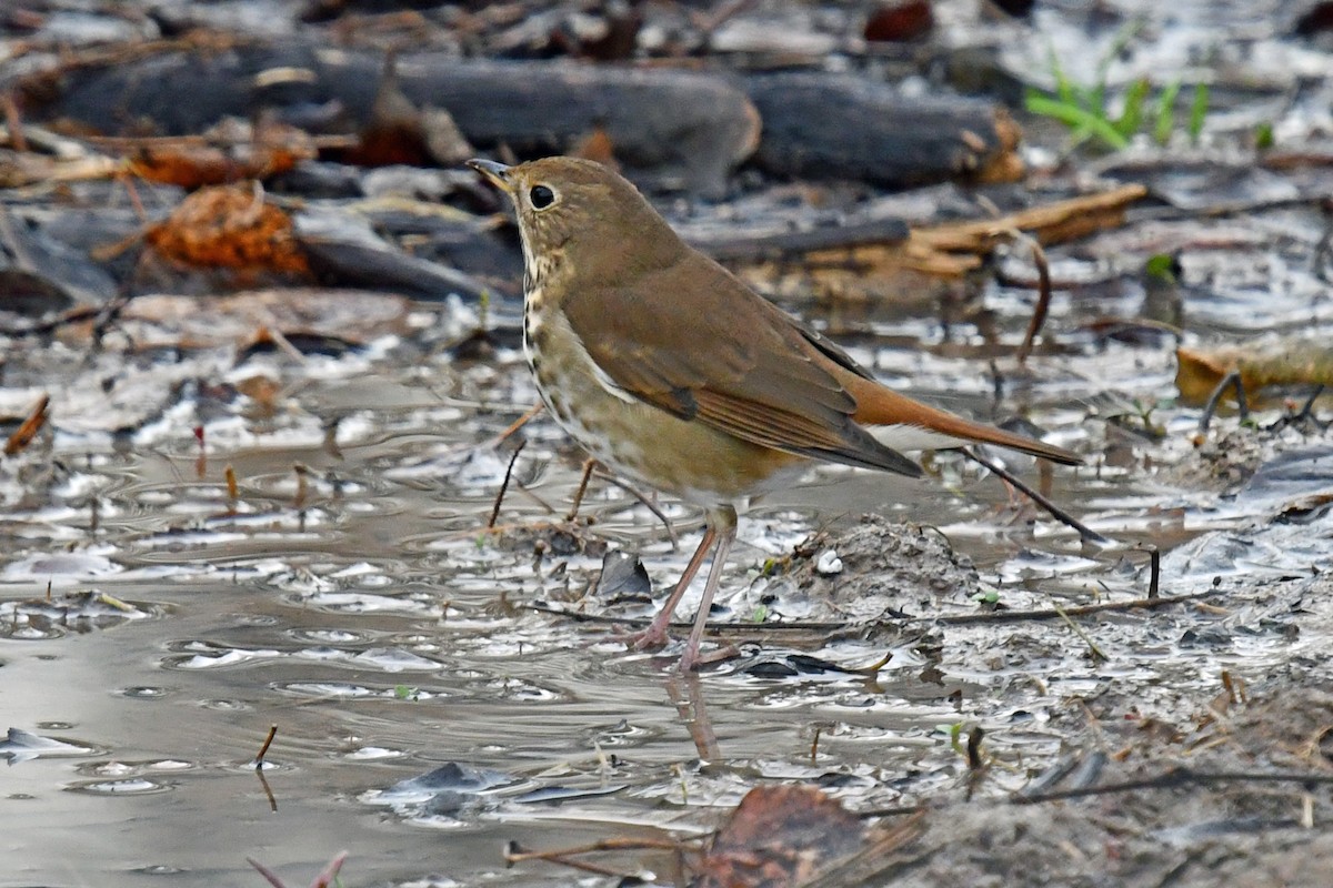 Zorzalito Colirrufo - ML645527351