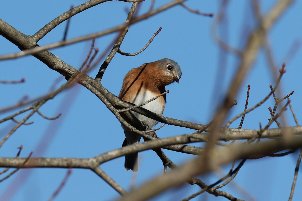 Azulejo Oriental - ML645527360