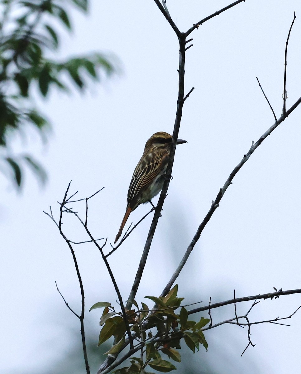 Bienteveo Rayado - ML645527363