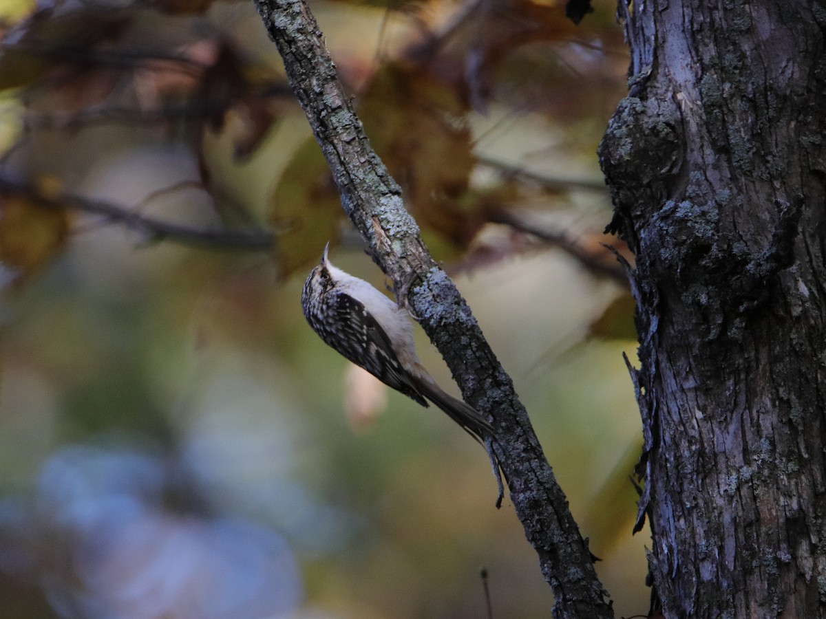 Agateador Americano - ML645527365