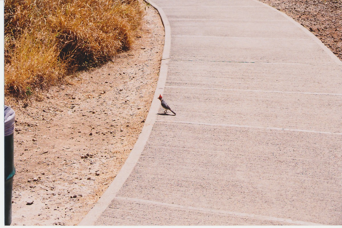 Cardenilla Crestada - ML645527366