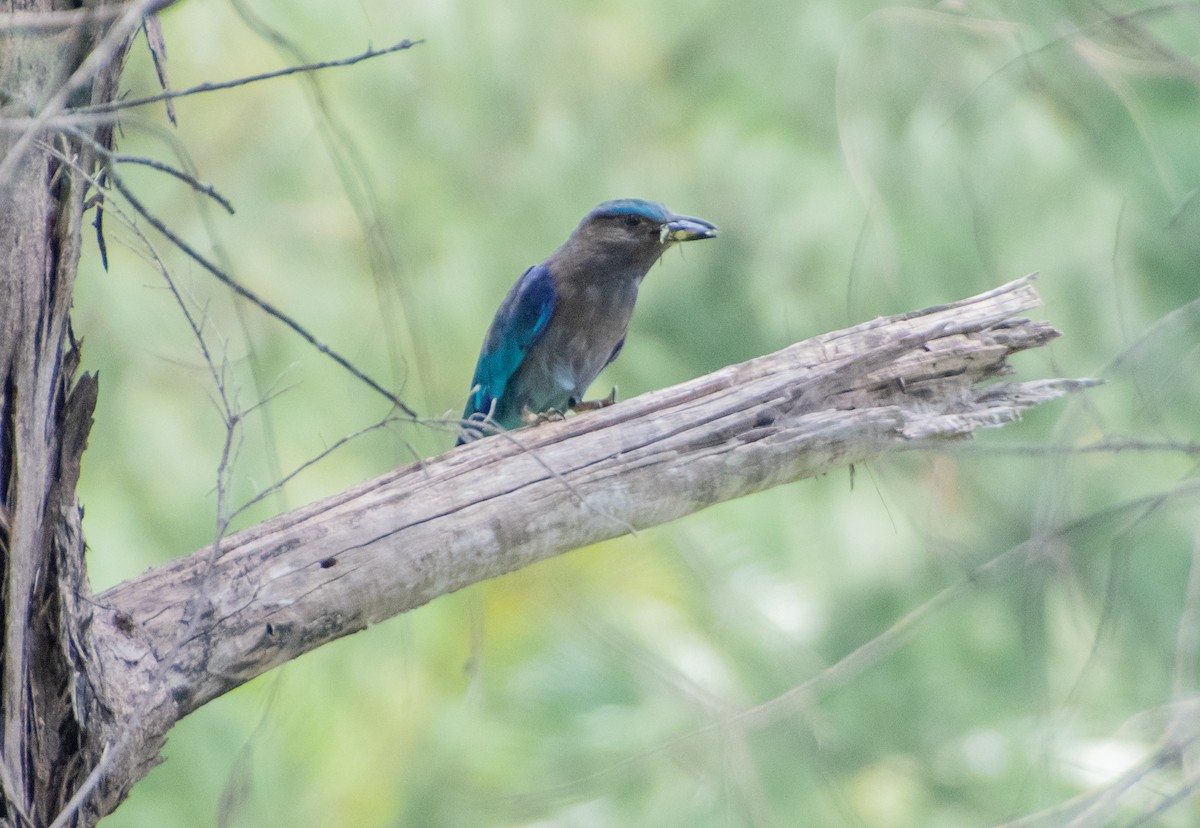 Carraca Indochina - ML645527367