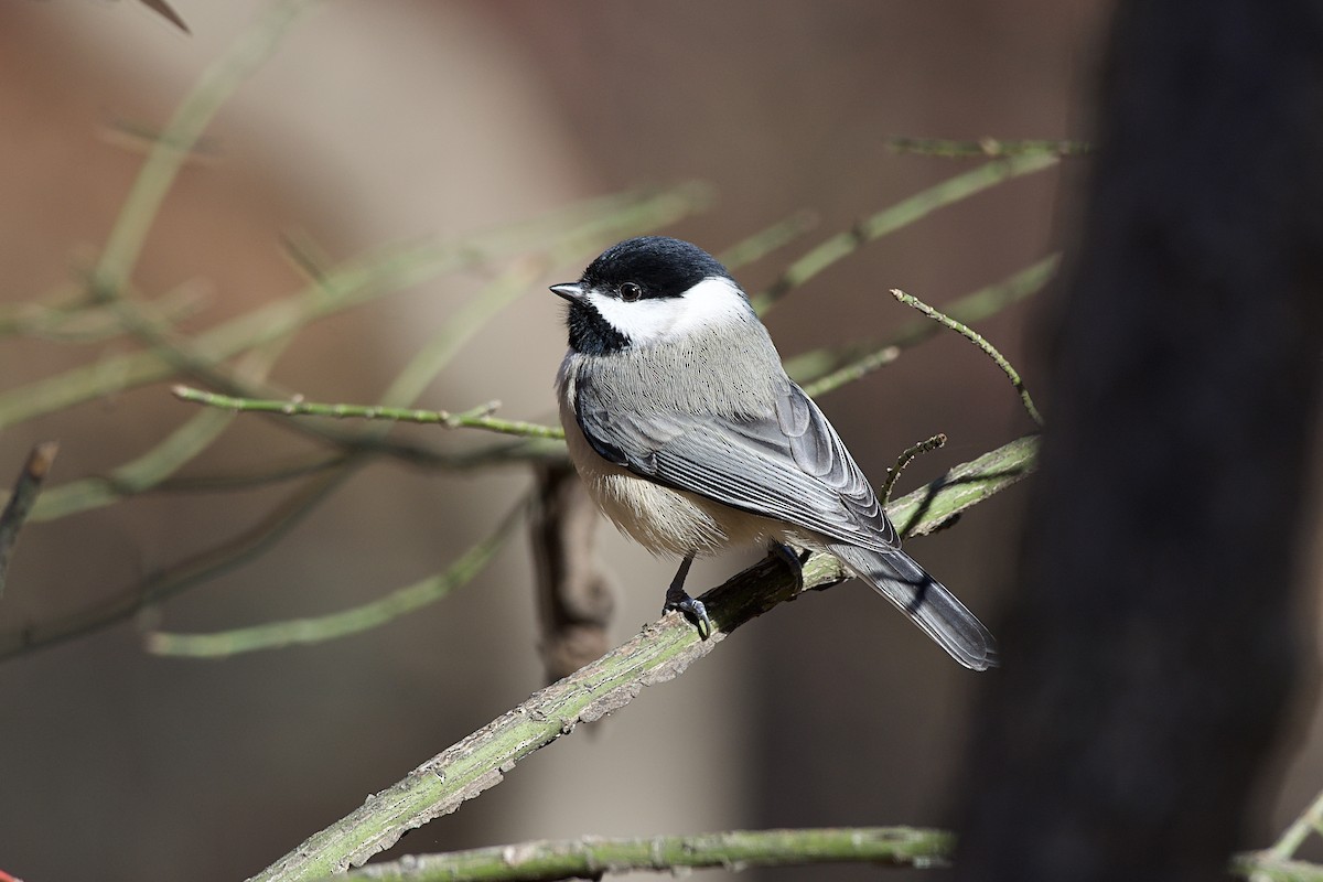 Carbonero de Carolina - ML645527368