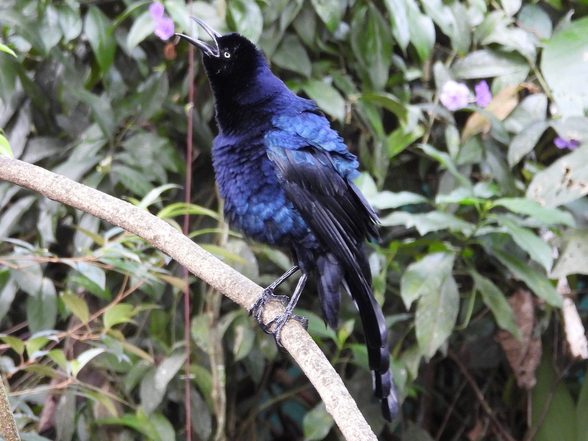Great-tailed Grackle - ML645527374