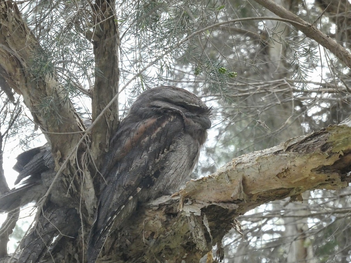 Tawny Frogmouth - ML645527383