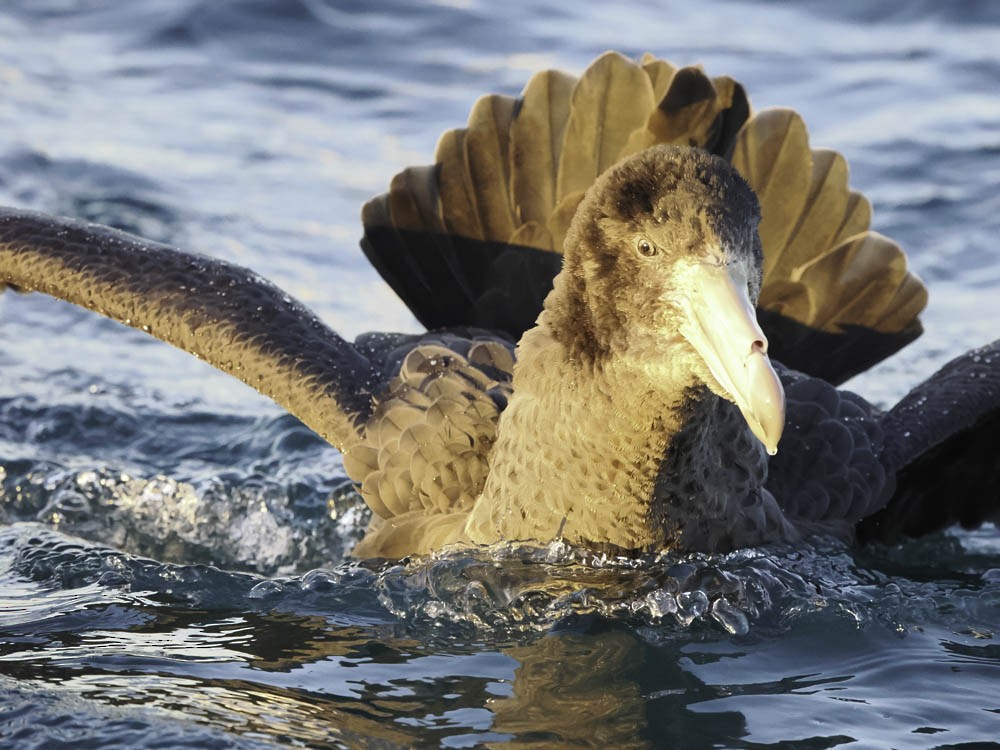 キタオオフルマカモメ - ML645527385