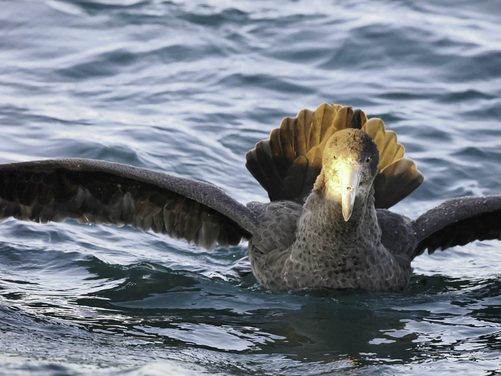 キタオオフルマカモメ - ML645527386