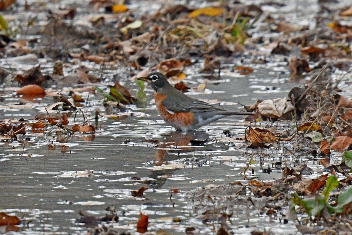 American Robin - ML645527388