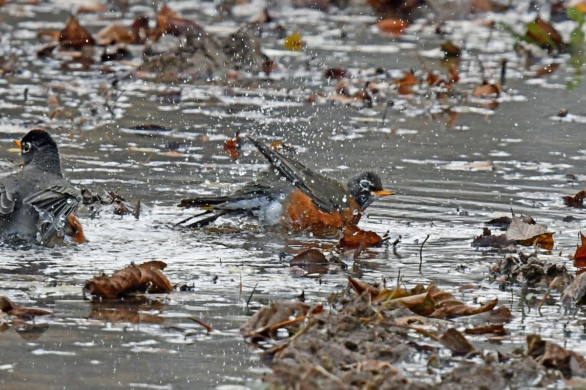 American Robin - ML645527389