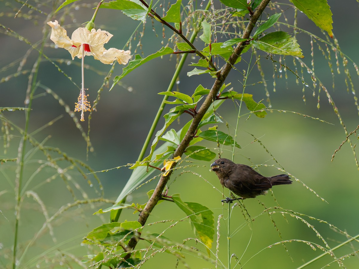 Variable Seedeater (Black) - ML645527390