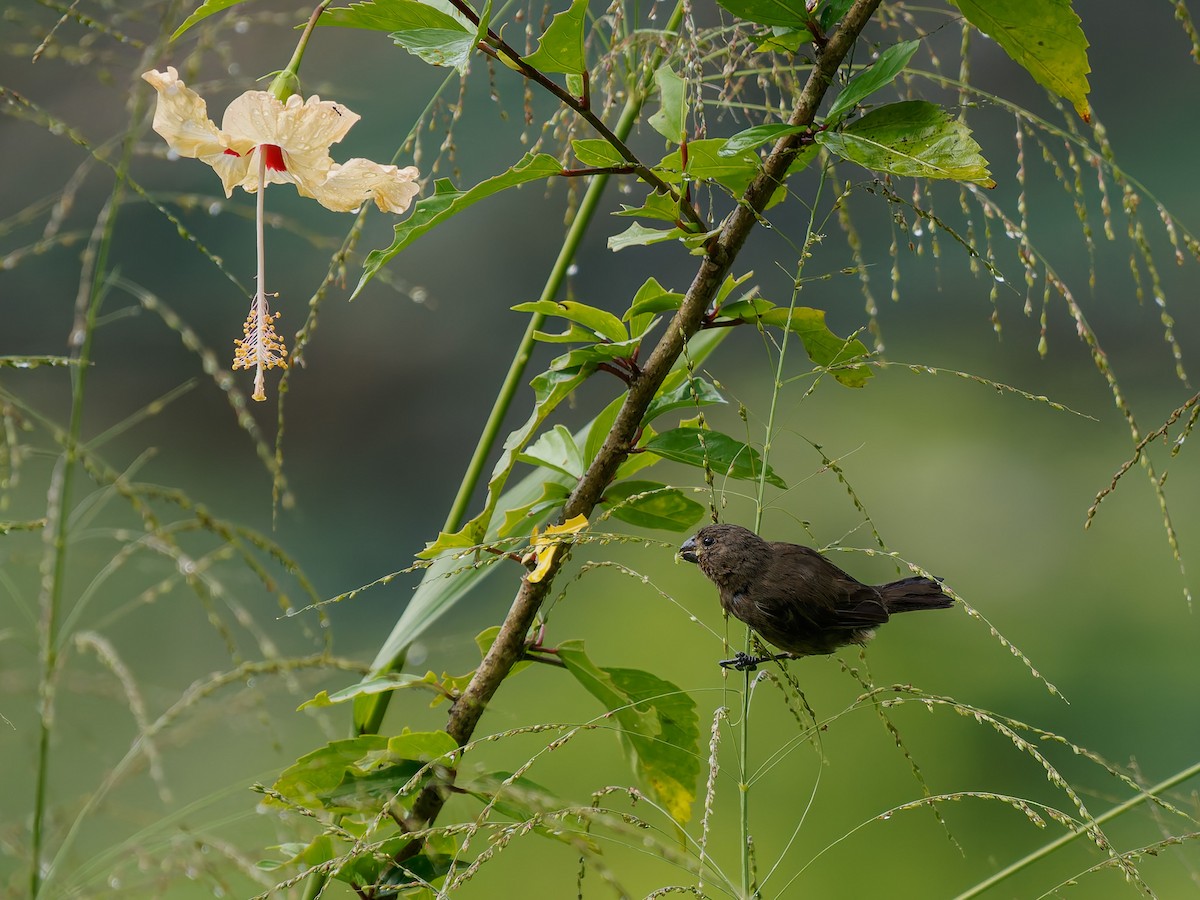 Variable Seedeater (Black) - ML645527395