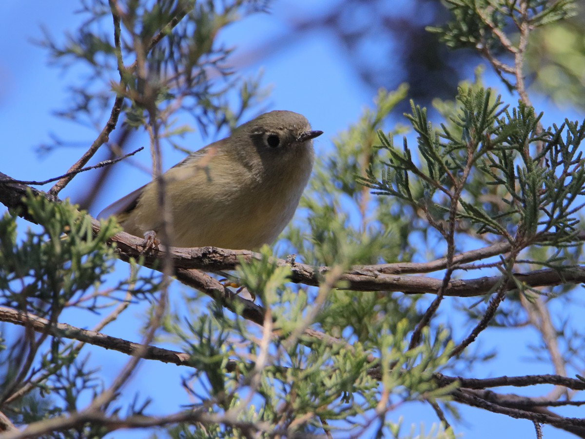 Ruby-crowned Kinglet - ML645527396