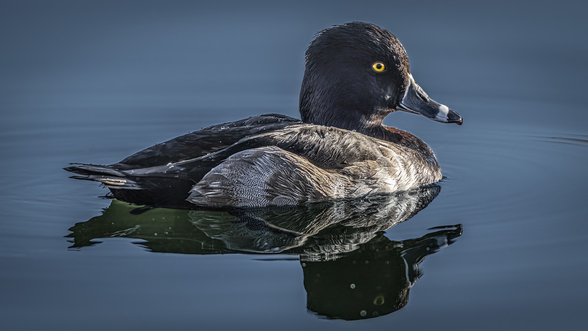 Ring-necked Duck - ML645527402