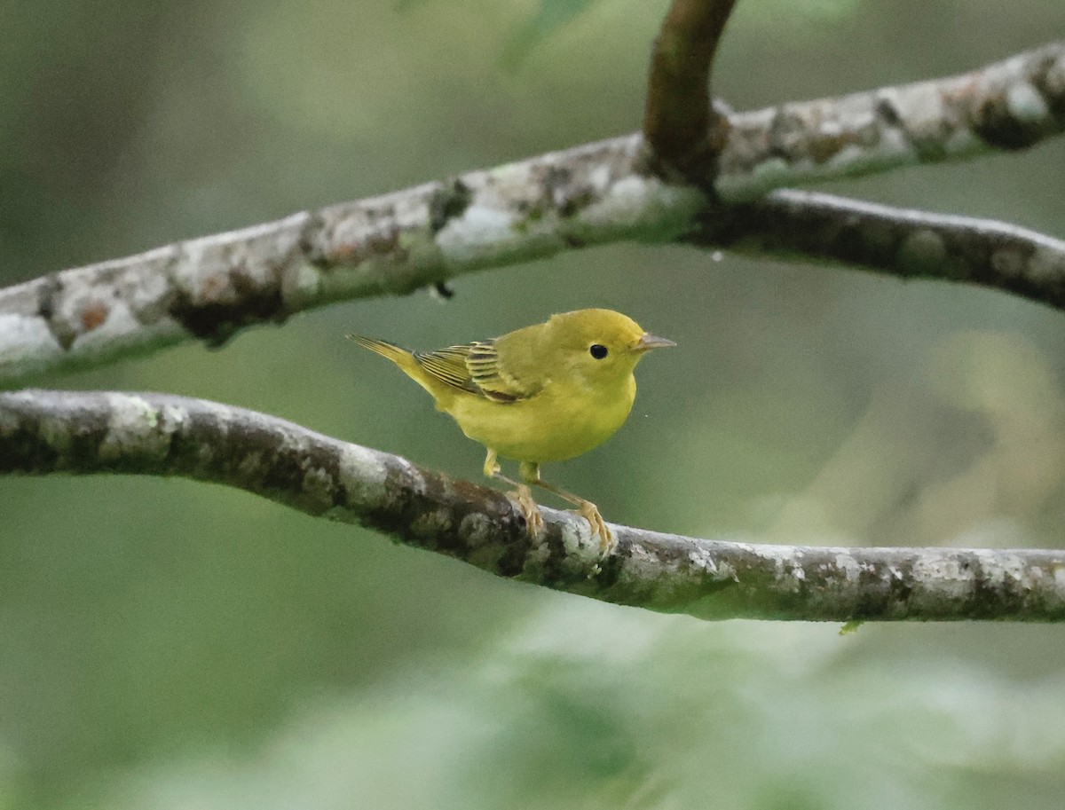 Northern Yellow Warbler - ML645527405