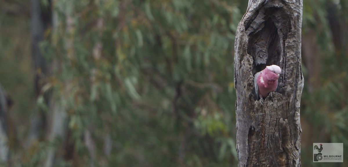 モモイロインコ - ML645527413