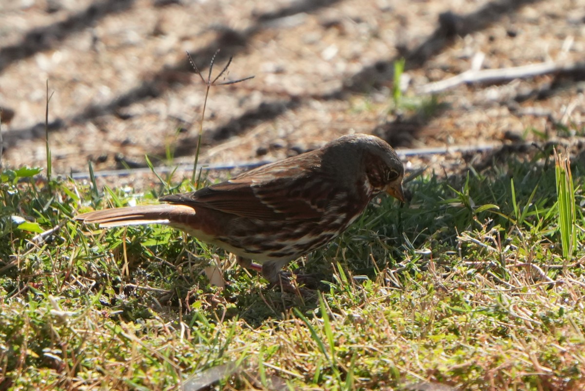 Fox Sparrow (Red) - ML645527420