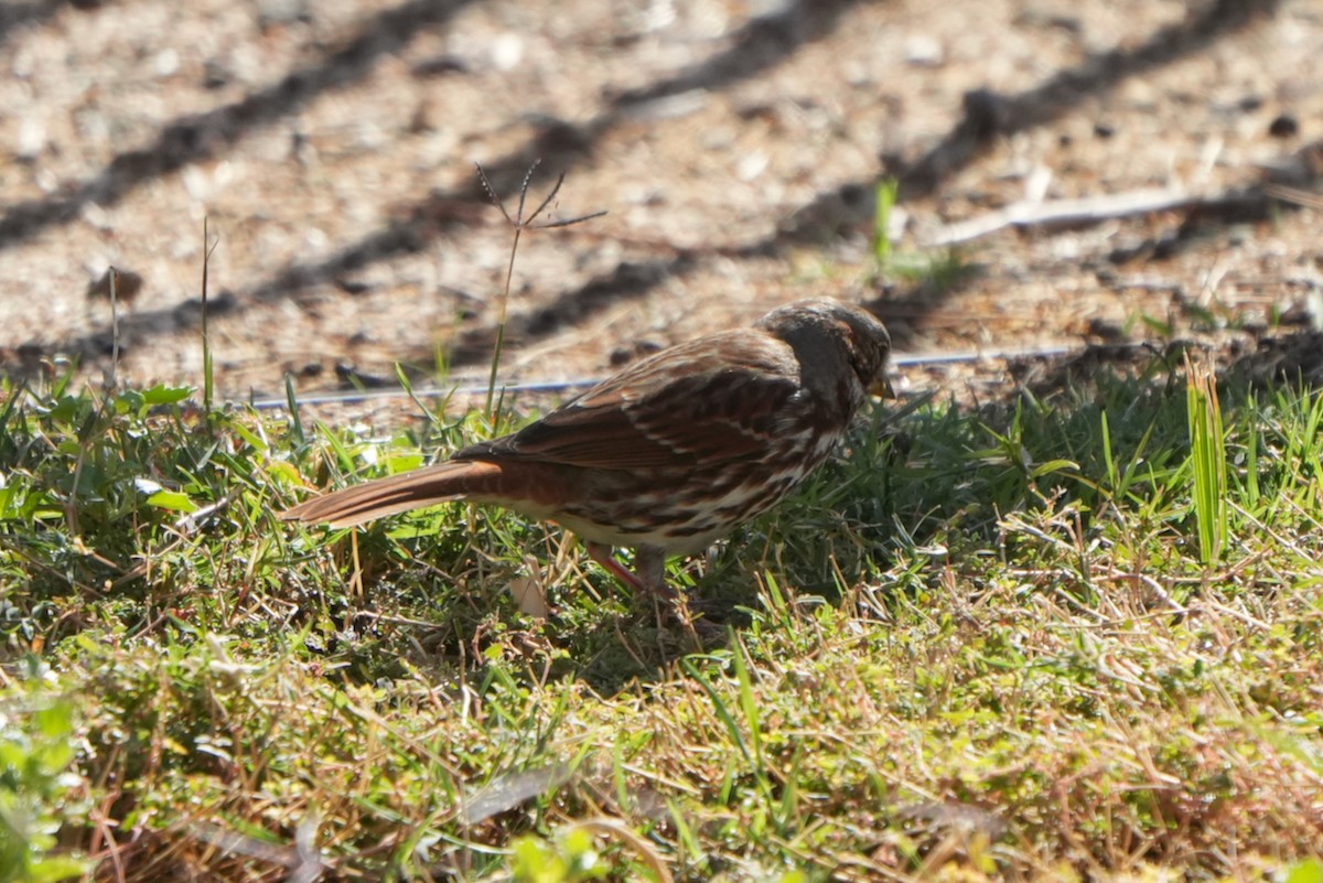 Fox Sparrow (Red) - ML645527421
