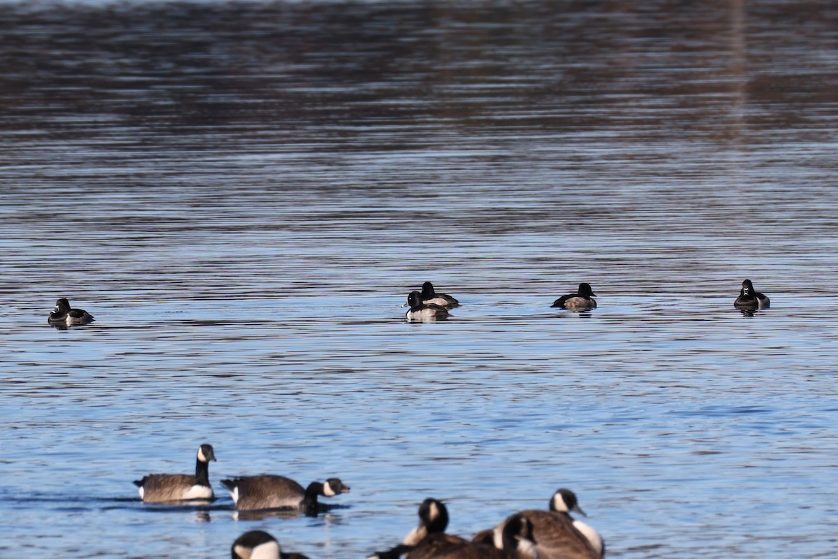 クビワキンクロ - ML645527430