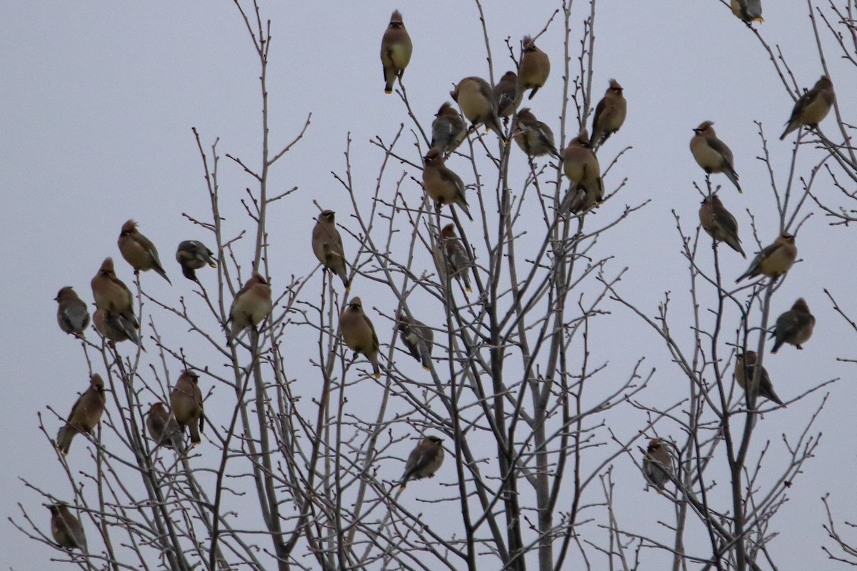 ヒメレンジャク - ML645527431