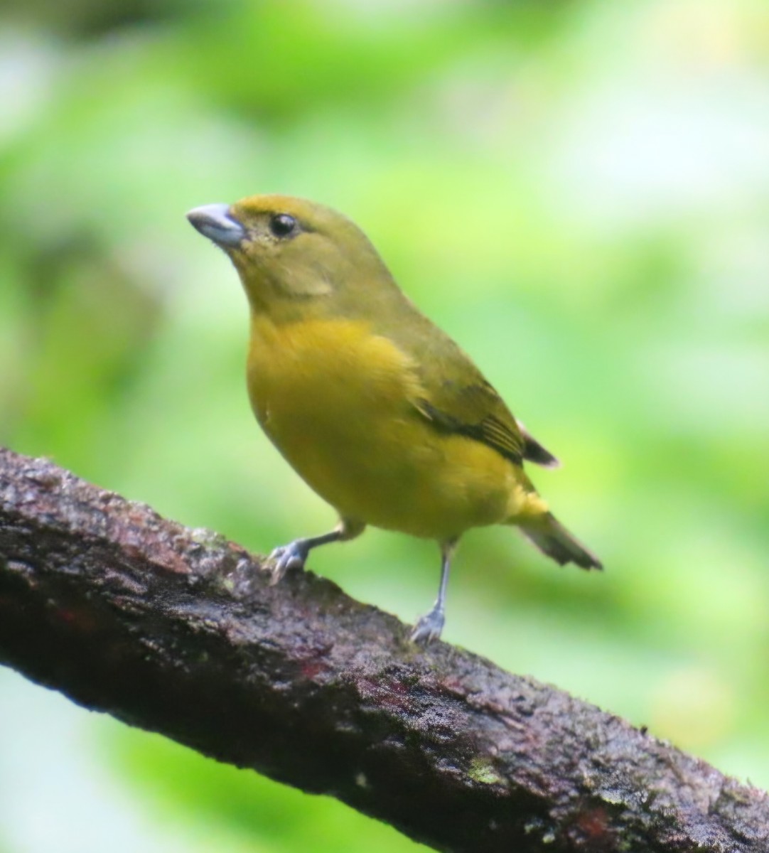 ハシブトスミレフウキンチョウ（melanura／crassirostris） - ML645527432