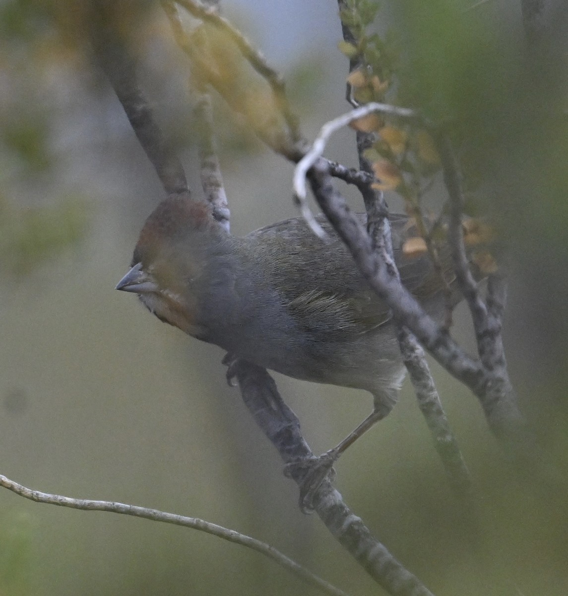 ミドリトウヒチョウ - ML645527433