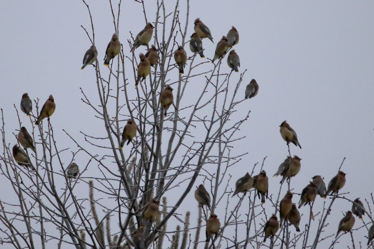 ヒメレンジャク - ML645527436