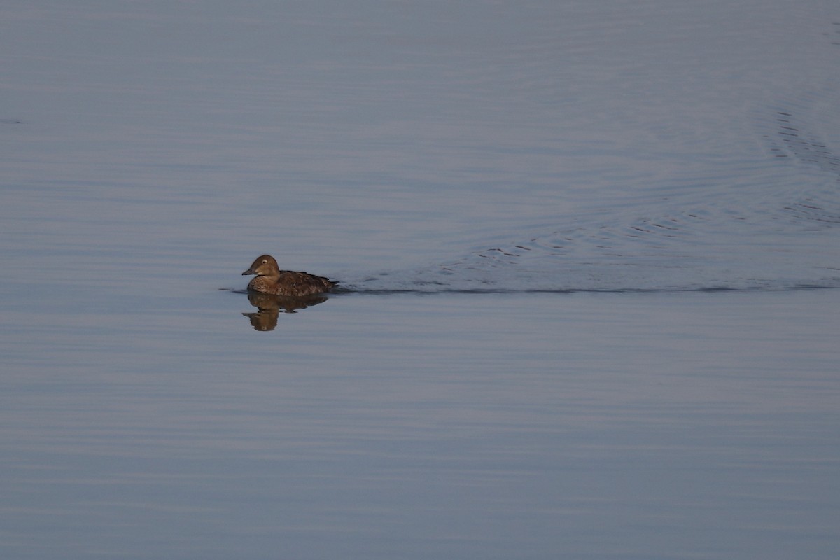 ケワタガモ - ML645527437