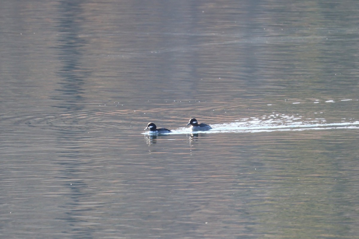 ヒメハジロ - ML645527438