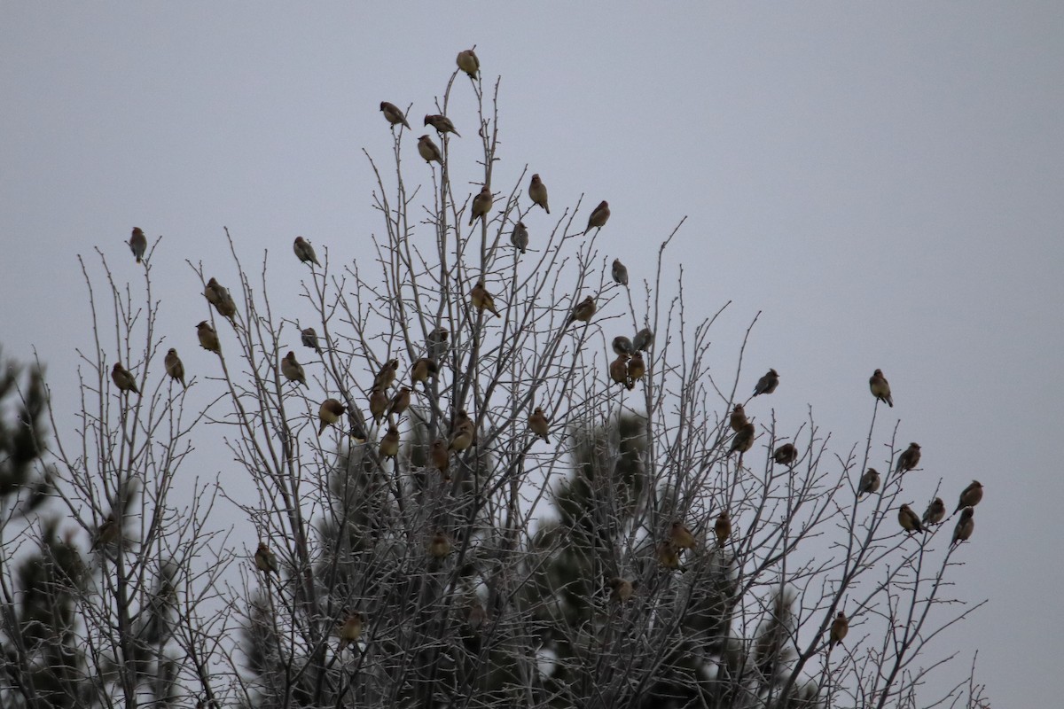 ヒメレンジャク - ML645527439