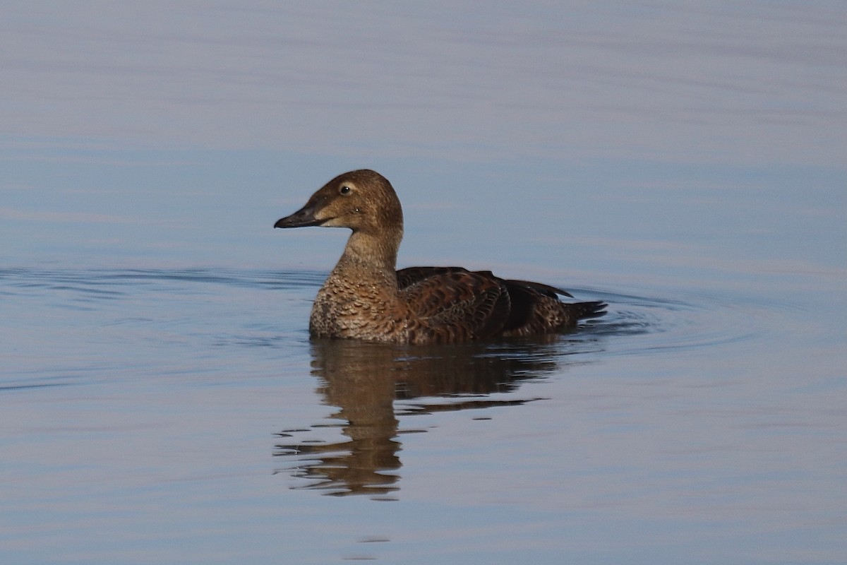 ケワタガモ - ML645527440