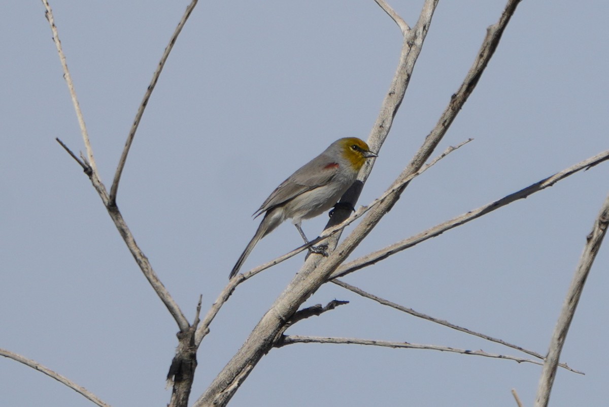 アメリカツリスガラ - ML645527441