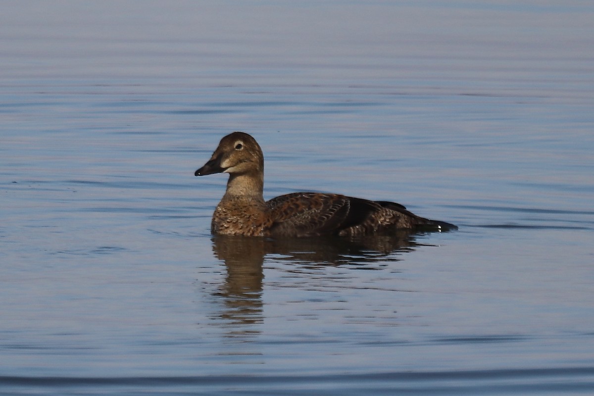 ケワタガモ - ML645527442